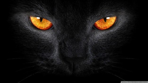 black_cat_5-wallpaper-1920x1080